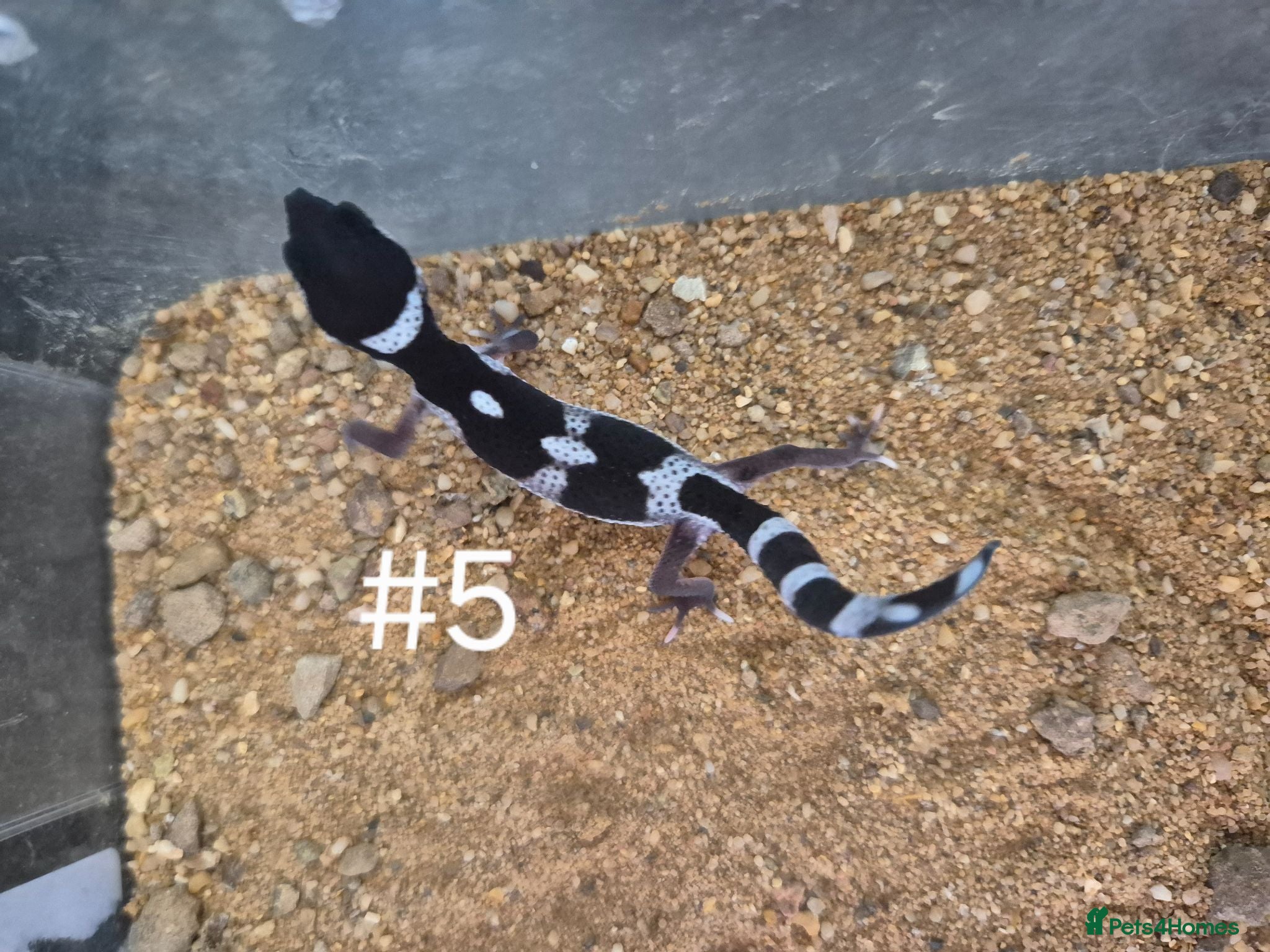 Gecko reptiles Female Leopard Geckos - Advert 1