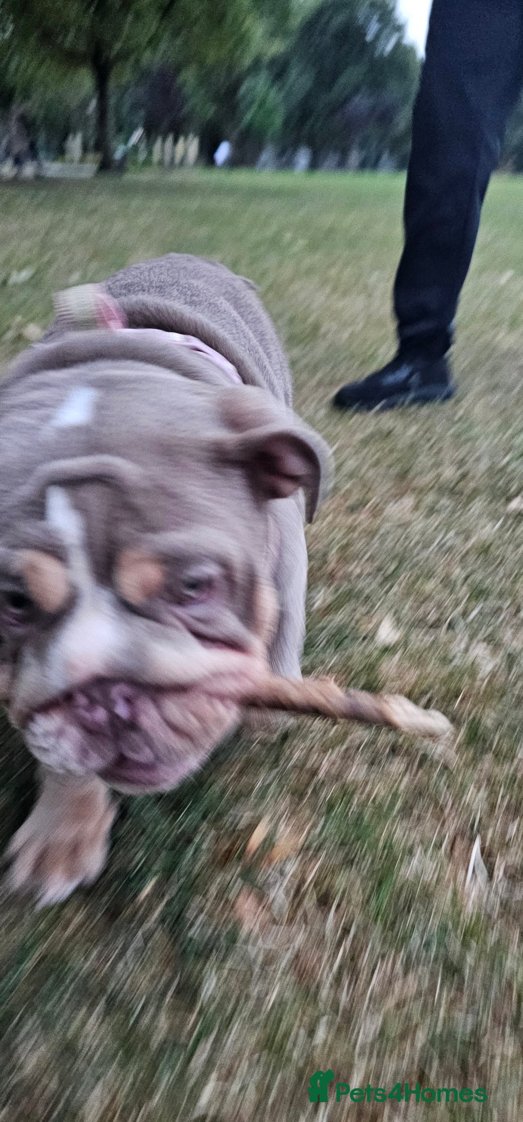 English Bulldog dogs for sale: Final Female English Bulldog available - Image 2