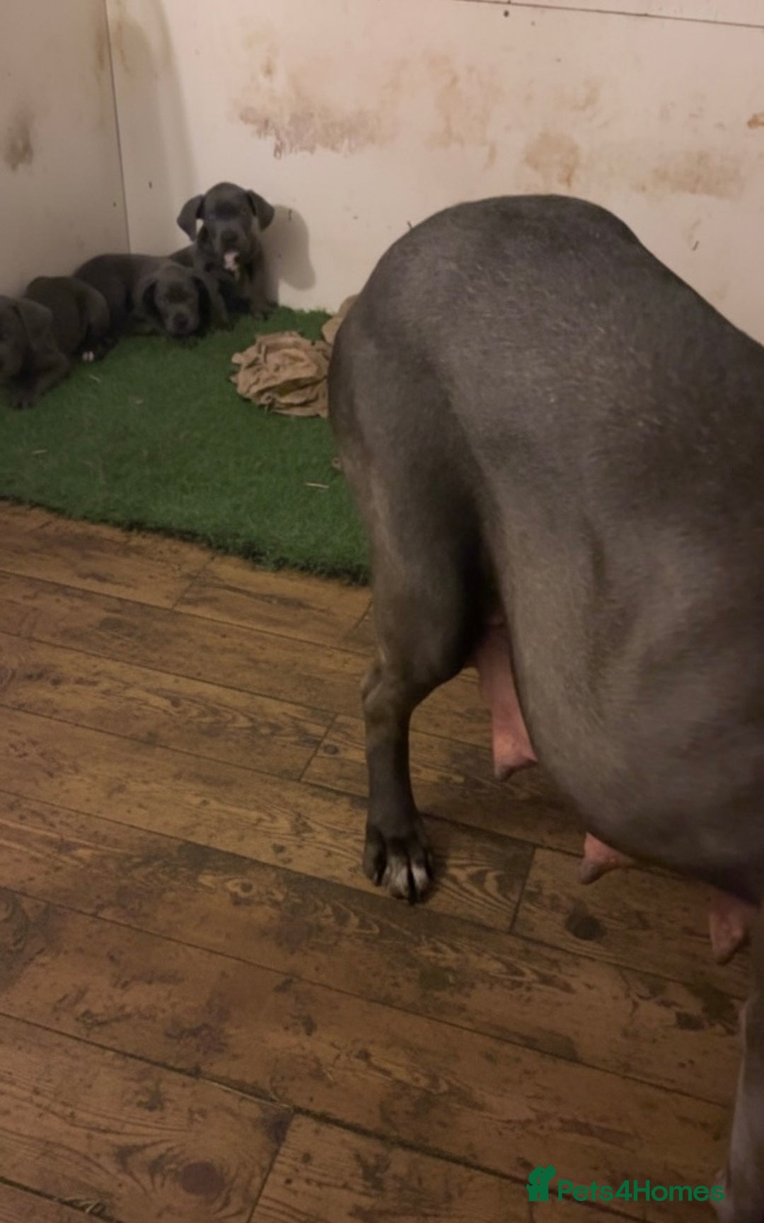 Cane Corso dogs for sale: Pure Pedigree Cane Corso Puppies - Advert 33