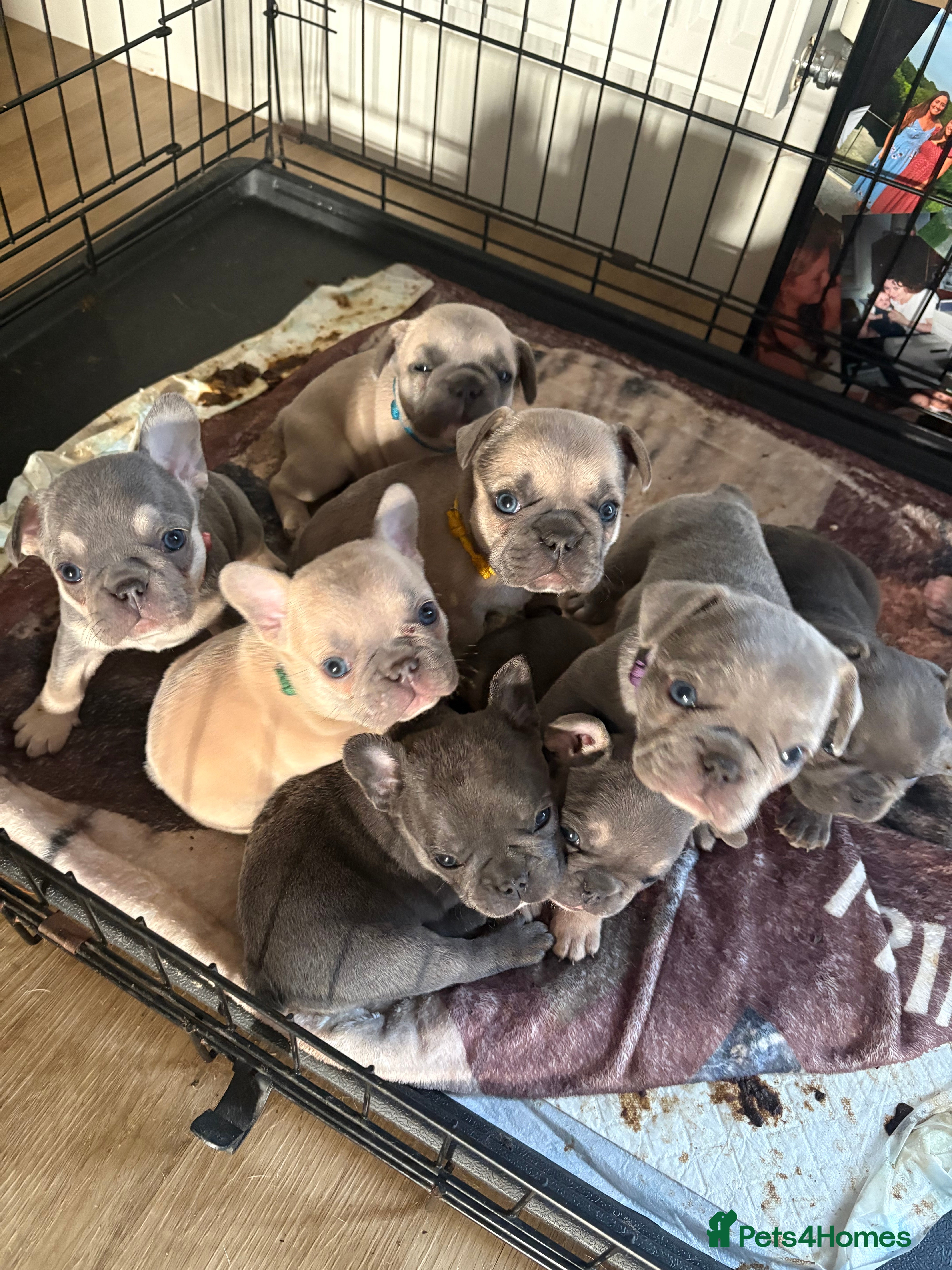 French Bulldog dogs healthy frenchie puppies looking for forever homes - Advert 17