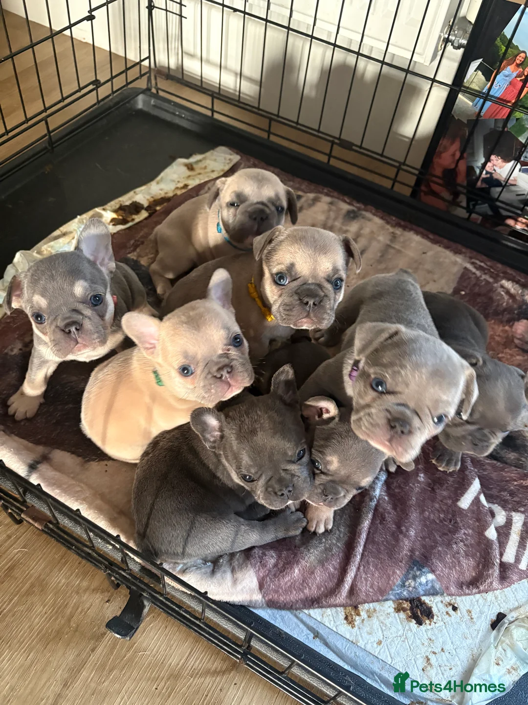 French Bulldog dogs for sale: open to offers for the right home for our babies - Advert 1