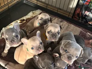 French Bulldog dogs open to offers for the right home for our babies - Advert 1