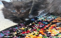 Maine Coon cats for sale: Half main coon kittens  - Image 7