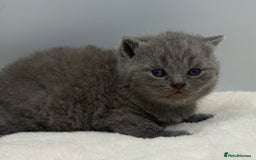 British Shorthair cats for sale: PEDIGREE REGISTERED CHUNKY BRITISH SHORTHAIRS  - Image 10