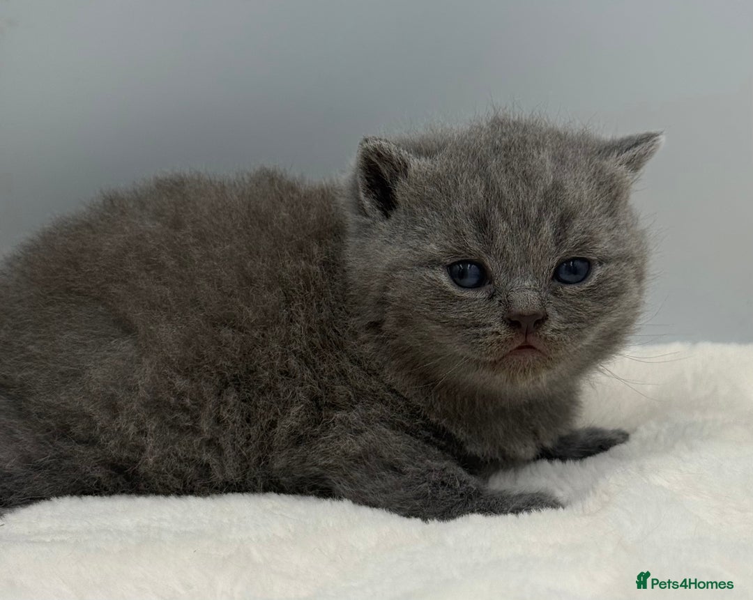British Shorthair cats for sale: PEDIGREE REGISTERED CHUNKY BRITISH SHORTHAIRS  - Image 10