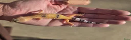 Gecko reptiles for sale: Crested & leopard gecko babies - Advert 8