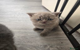 British Shorthair cats for sale: Tica registered British shorthair, ready now! - Image 5