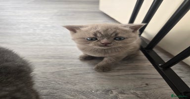 British Shorthair cats - Advert 2