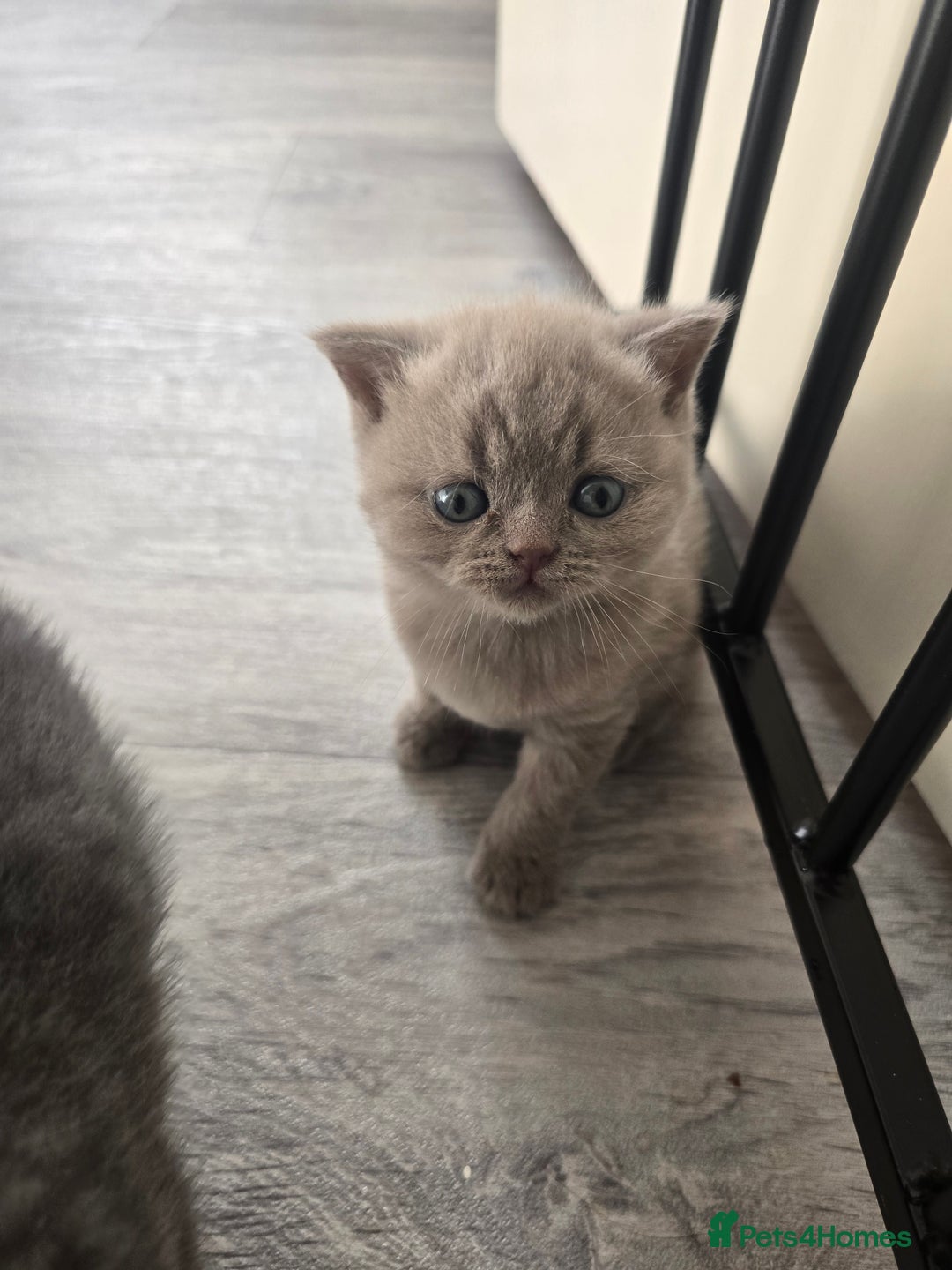 British Shorthair cats for sale: Tica registered British shorthair, ready now! - Image 5