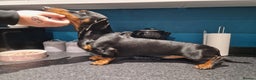 Miniature Dachshund dogs for stud: For stud!!KC registered Miniature dachshund  in Bristol - Advert 3