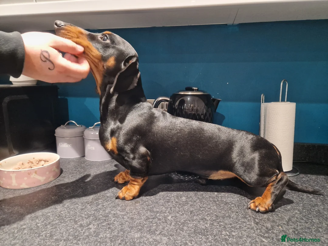Miniature Dachshund dogs for stud: For stud!!KC registered Miniature dachshund  in Bristol - Advert 3