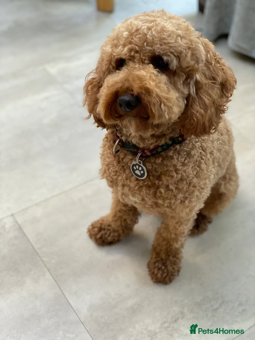 Miniature Poodle dogs for stud: Red Miniature poodle stud- kc reg and health tests in Tonbridge - Advert 2