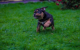 Olde English Bulldogge dogs for sale: Olde English Bulldog puppies (Reduced) - Image 9