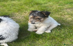Fox Terrier dogs for sale: Fox Terrier puppies for sale - 07704995261 - Image 4