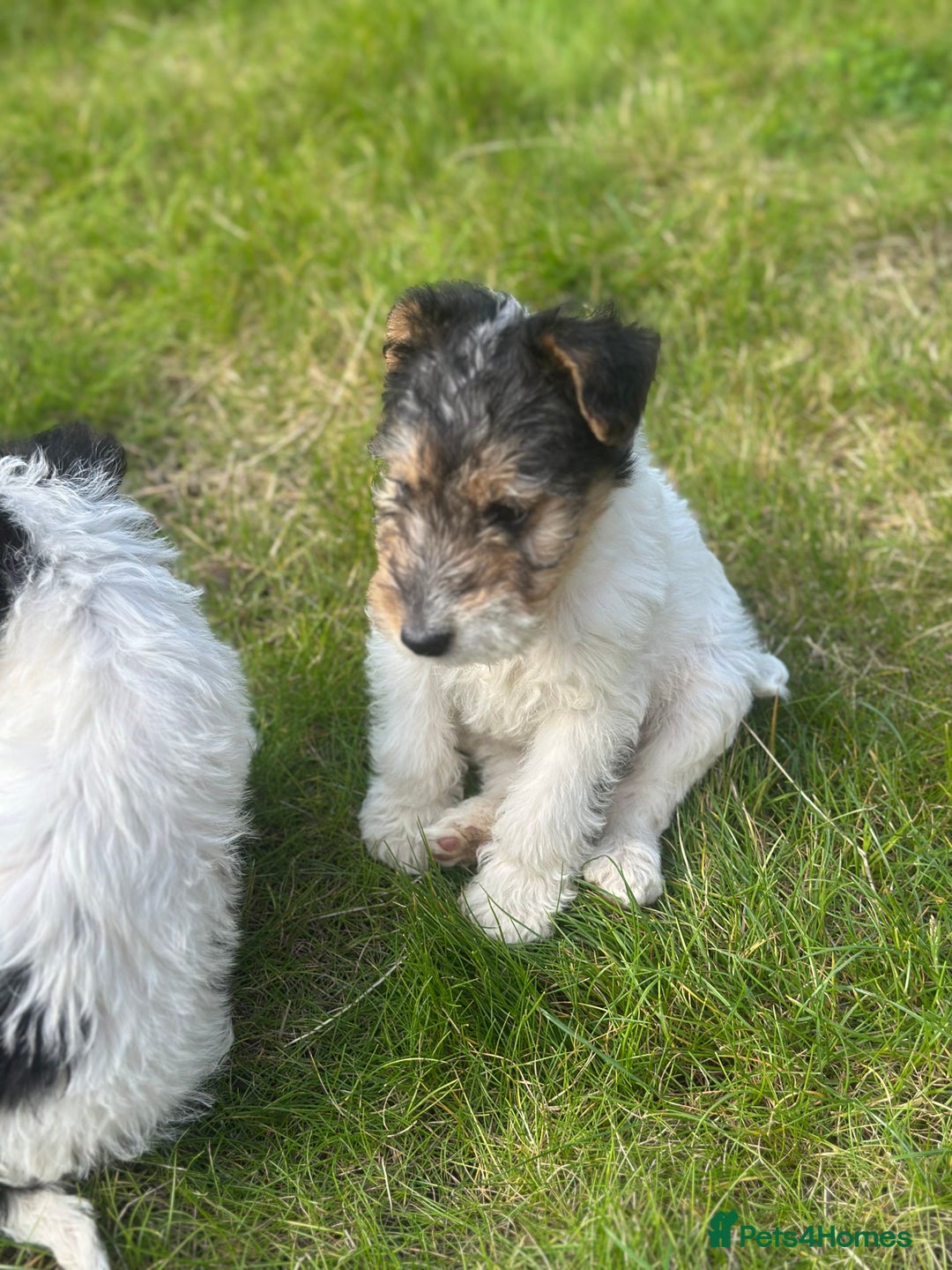Fox Terrier dogs for sale: Fox Terrier puppies for sale - 07704995261 - Image 4