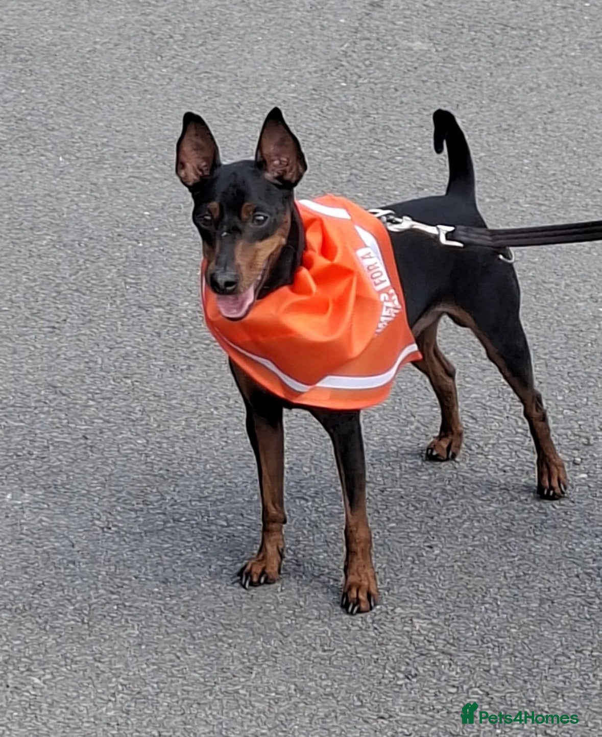 Miniature Pinscher dogs Healthy Miniature Pinscher Stud – Enfield - Advert 2