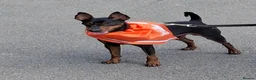 Miniature Pinscher dogs for stud: Healthy Miniature Pinscher Stud – Enfield - Advert 1
