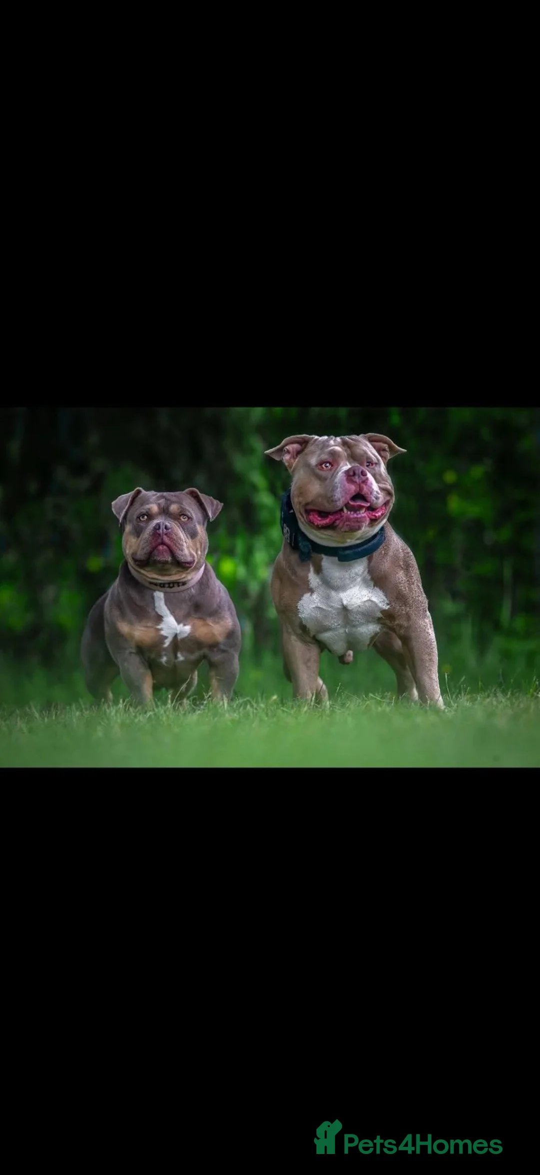 American Bulldog dogs for sale: American pocket bulldog female  - Advert 1