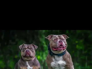 American Bulldog dogs American pocket bulldog female - Advert 6