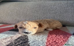 Poochon dogs for sale: Adorable Poochon Puppies  - Advert 7