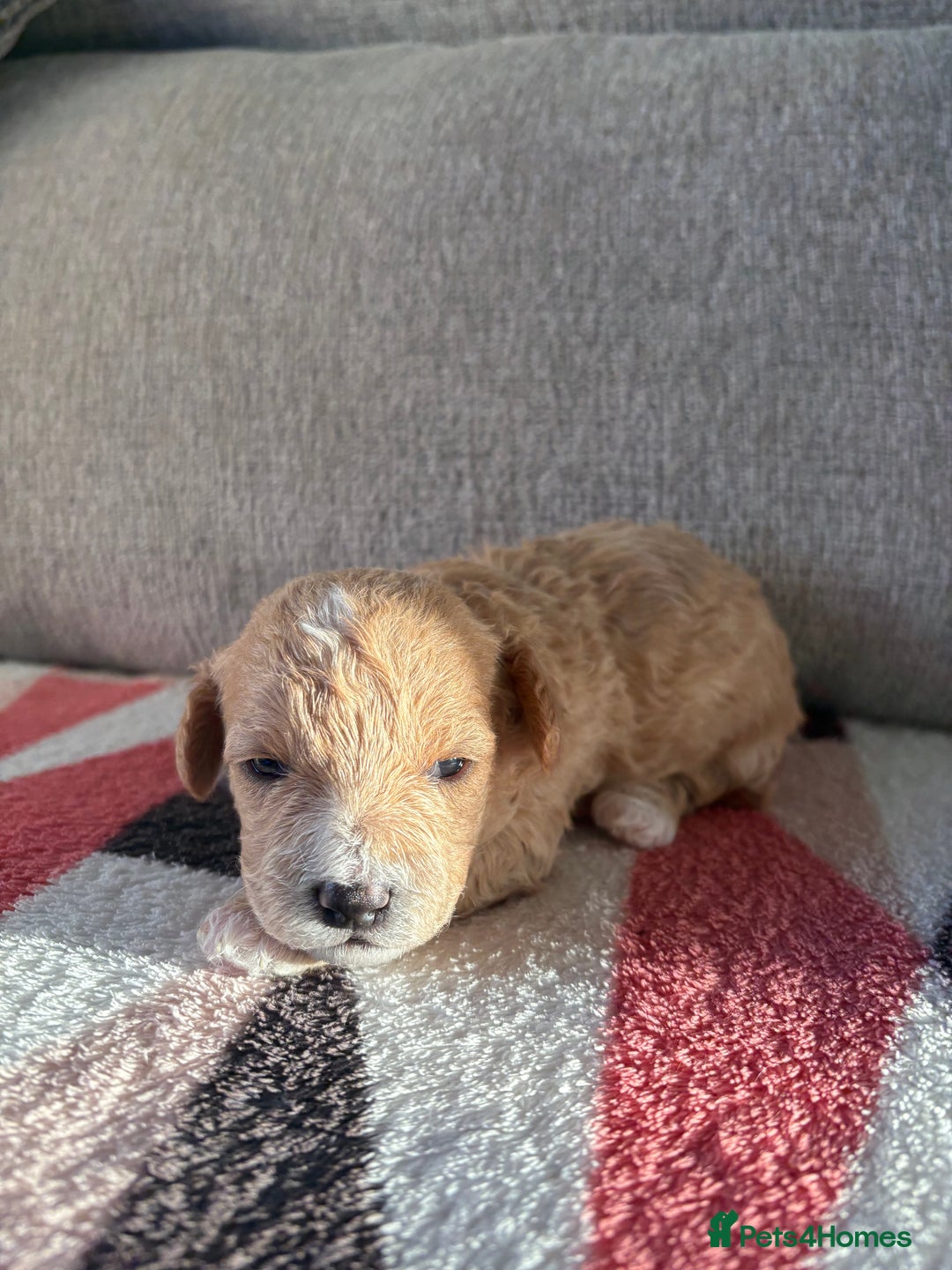 Poochon dogs for sale: Adorable Poochon Puppies  - Advert 7