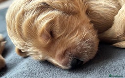 Double Doodle dogs for sale: 10 beautiful double doodles born on 24/08/2025 - Image 16