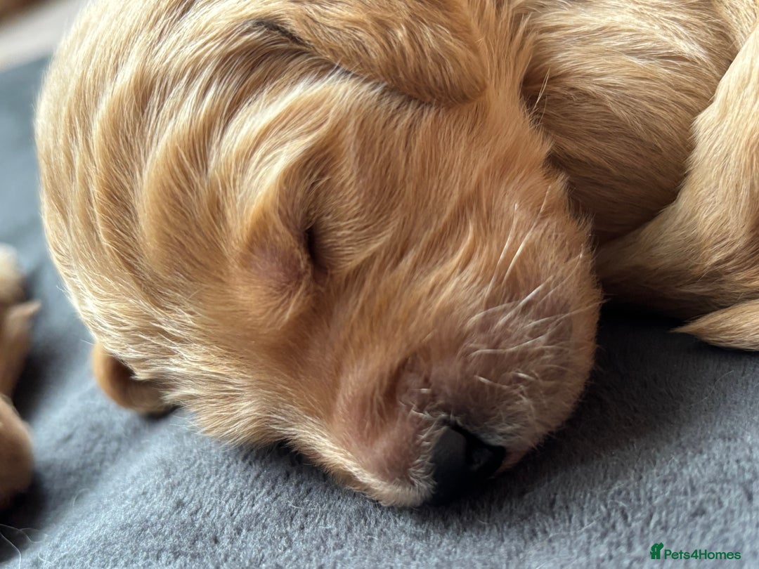 Double Doodle dogs for sale: 10 beautiful double doodles born on 24/08/2025 - Image 16