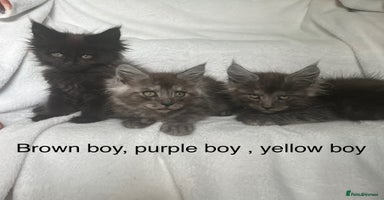 Maine Coon cats - Advert 2