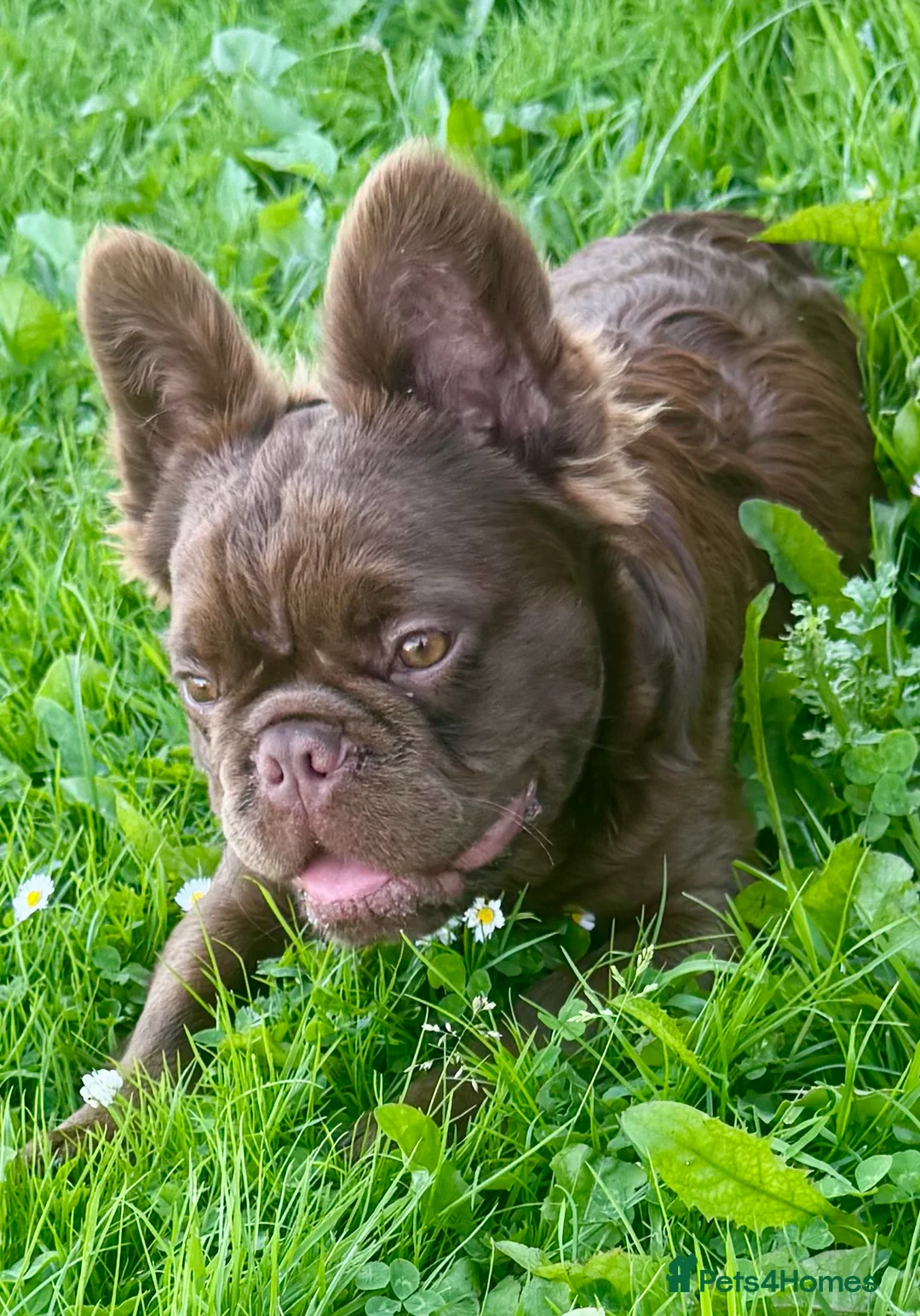 French Bulldog dogs for sale: 2 chocolate boys  - Advert 2