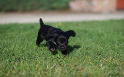 Cocker Spaniel dogs for sale: KC Reg – Fully Health Tested – Working Cocker Pups - Image 9