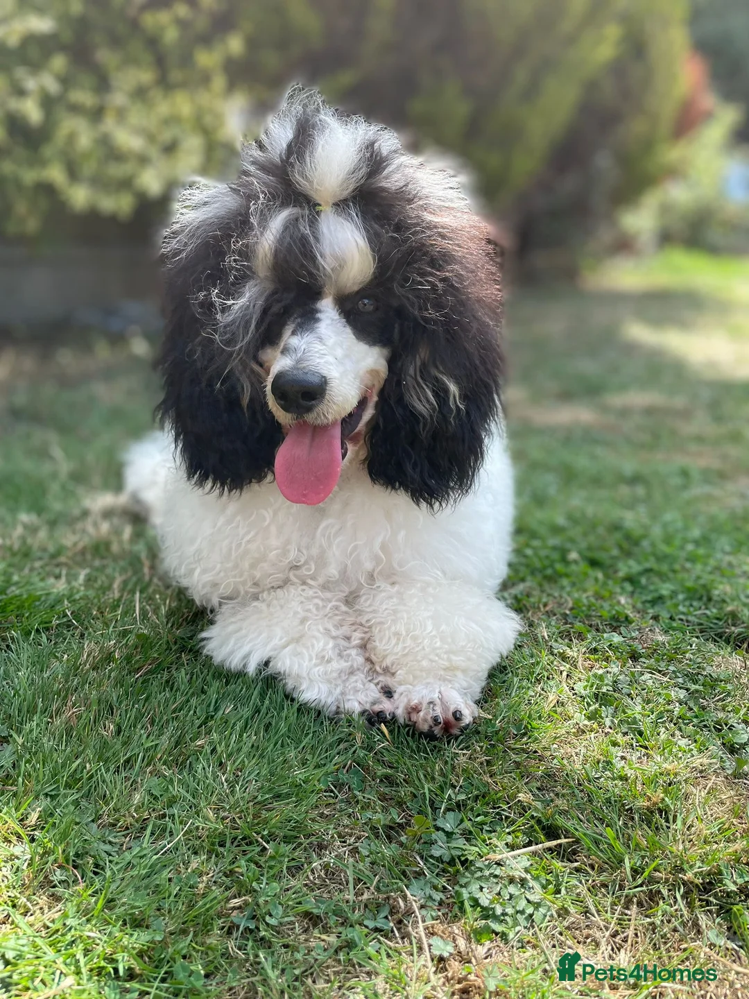 Cavapoo dogs for sale: Beautiful cavapoo puppies ready now - Advert 27