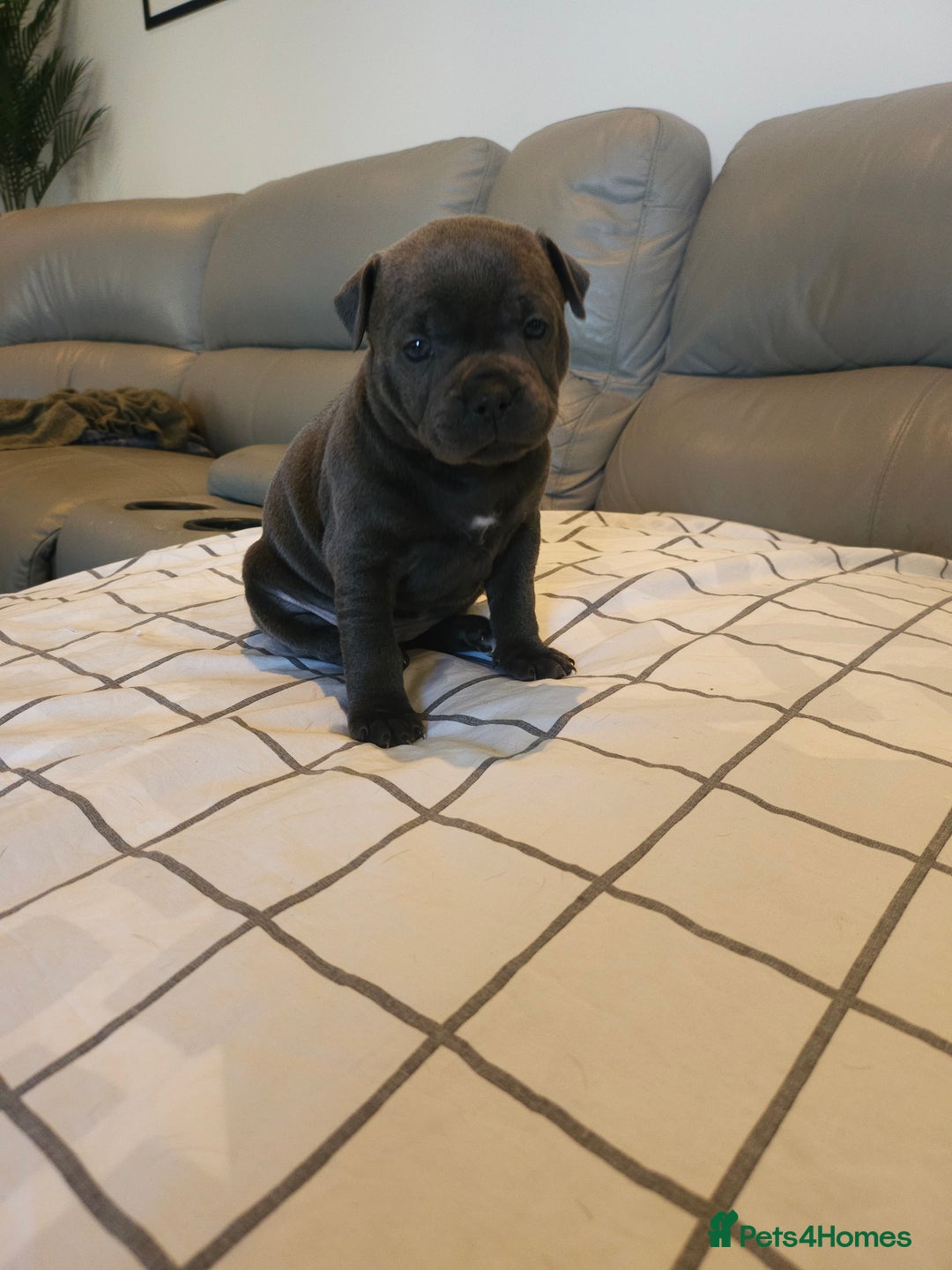 Staffordshire Bull Terrier dogs for sale: Staffordshire Bull Terrier Puppies for sale - Advert 3