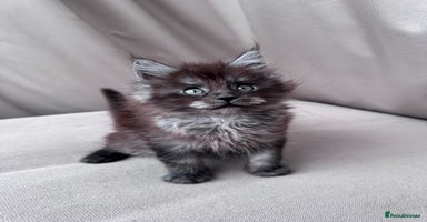 Maine Coon cats - Advert 15