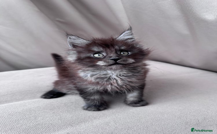 Maine Coon cats - Advert 10