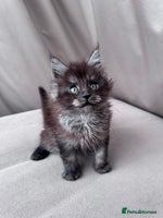 Maine Coon cats - Advert 15