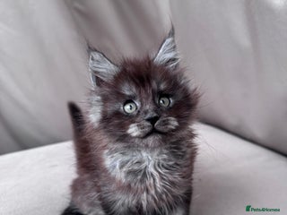 Maine Coon cats Maine coon girl - Advert 17