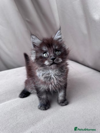 Maine Coon cats - Advert 10