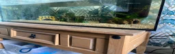 Axolotl reptiles for sale: Beautiful Axolotl for sale  in Birmingham - Advert 3