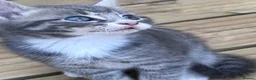 Mixed Breed cats for sale: ✨🩷💜🐾✨ Blue Tabby Girl Ready Now ✨🩷💜🐾✨  - Advert 6