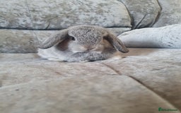 Mini Lop rabbits for sale: 2 gorgeous mini lop babies  - Image 5