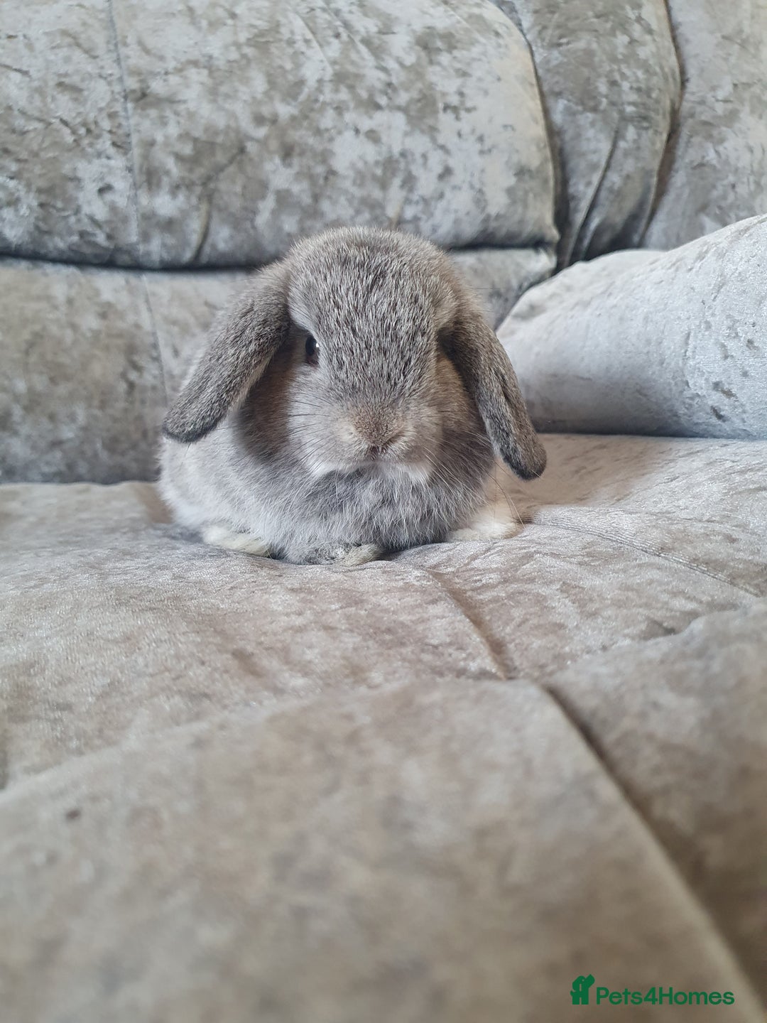 Mini Lop rabbits for sale: 2 gorgeous mini lop babies  - Image 5
