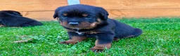 Rottweiler dogs for sale: KC Registered German Line Rottweiler Puppies 🐾🐾 - Advert 4