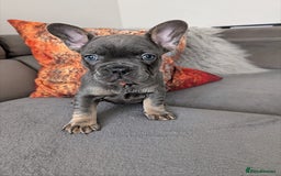 French Bulldog dogs for sale: KC registered ready to go french bulldog puppies  - Image 13
