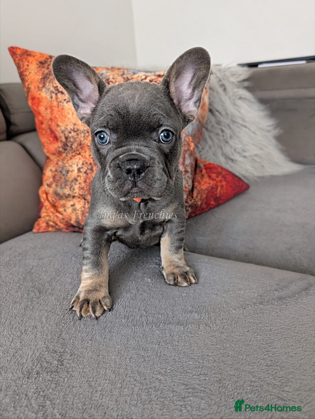French Bulldog dogs for sale: KC registered ready to go french bulldog puppies  - Image 13