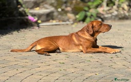 Labrador Retriever dogs for stud: Stud Dog – Jura (Morar’s Extravagance) Fox Red - Image 7