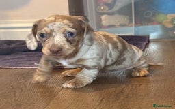 Miniature Dachshund dogs for sale: Beautiful mini dachshund  - Image 10