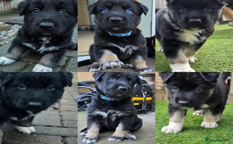 German Shepherd dogs 🐾 3 beautiful female german shepherd puppies 🐾 - Advert 4