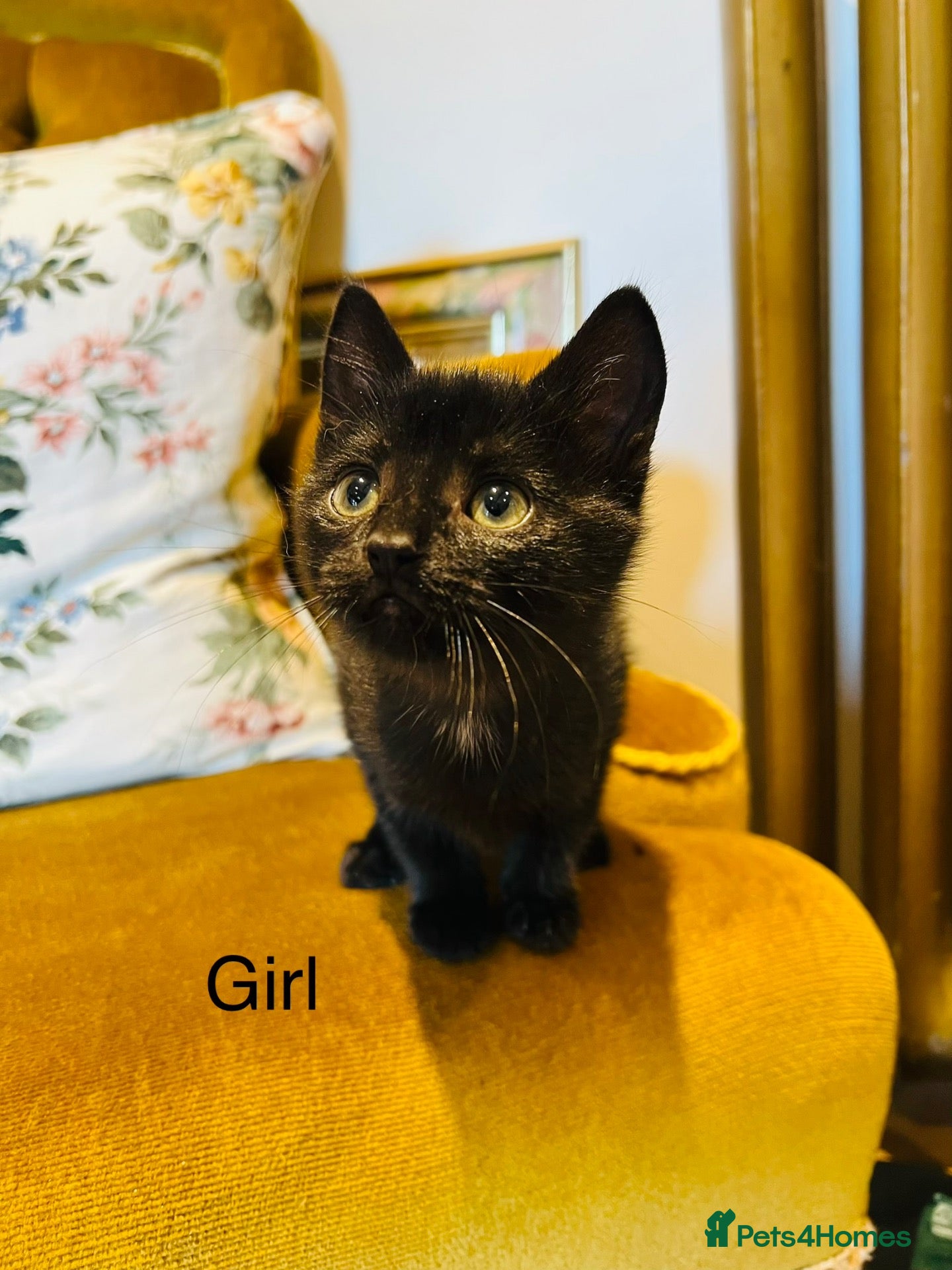 Mixed Breed cats *ONE FEMALE REMAINING* 3 Beautiful Black Kittens  - Advert 2