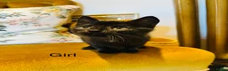 Mixed Breed cats for sale: *READY NOW* 3 Beautiful Black Kittens  - Advert 11