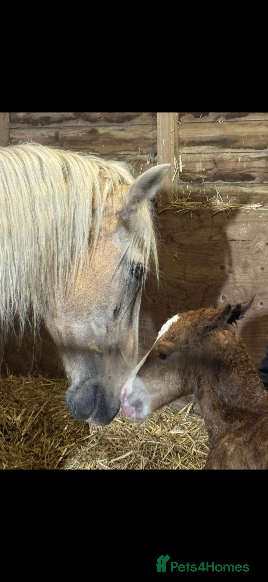 Welsh Section D horses for sale: Beautiful chestnut filly  in Lincoln - Advert 2